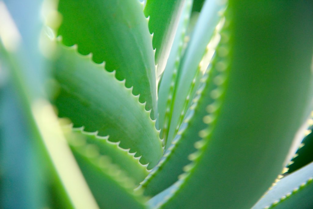 Aloe vera plant