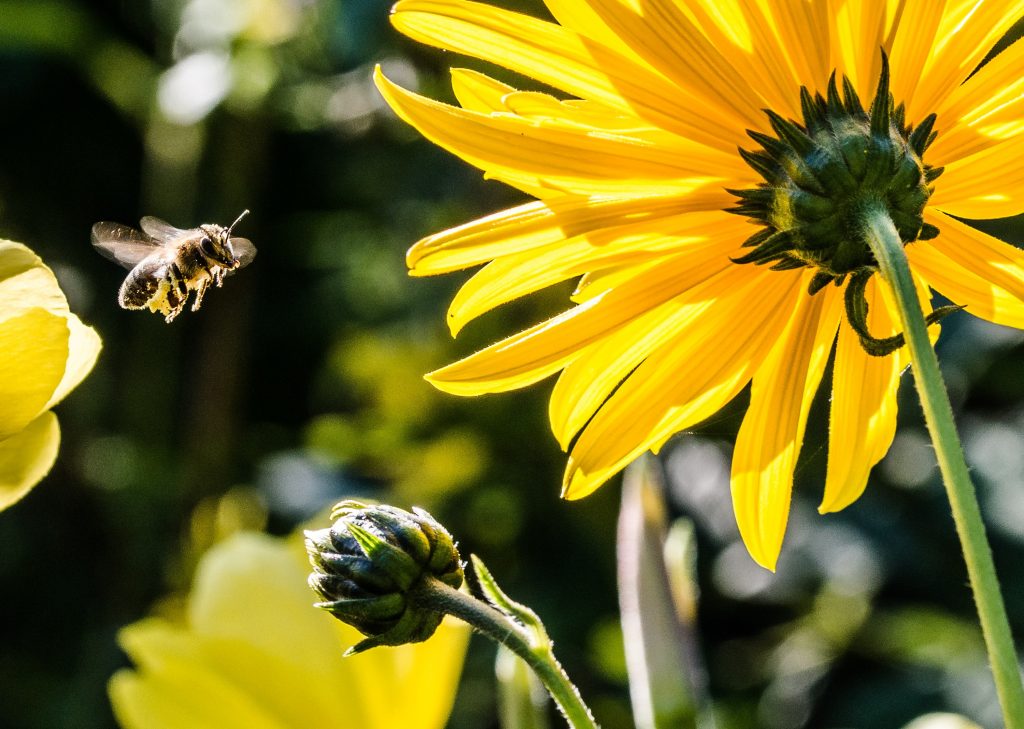 Propolis in skincare