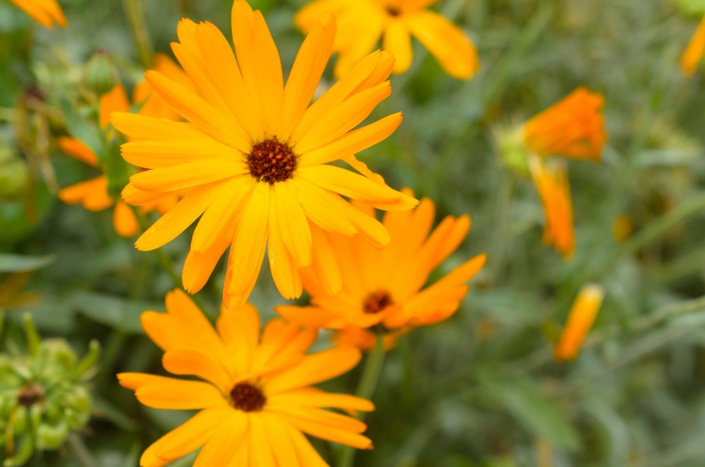 Calendula