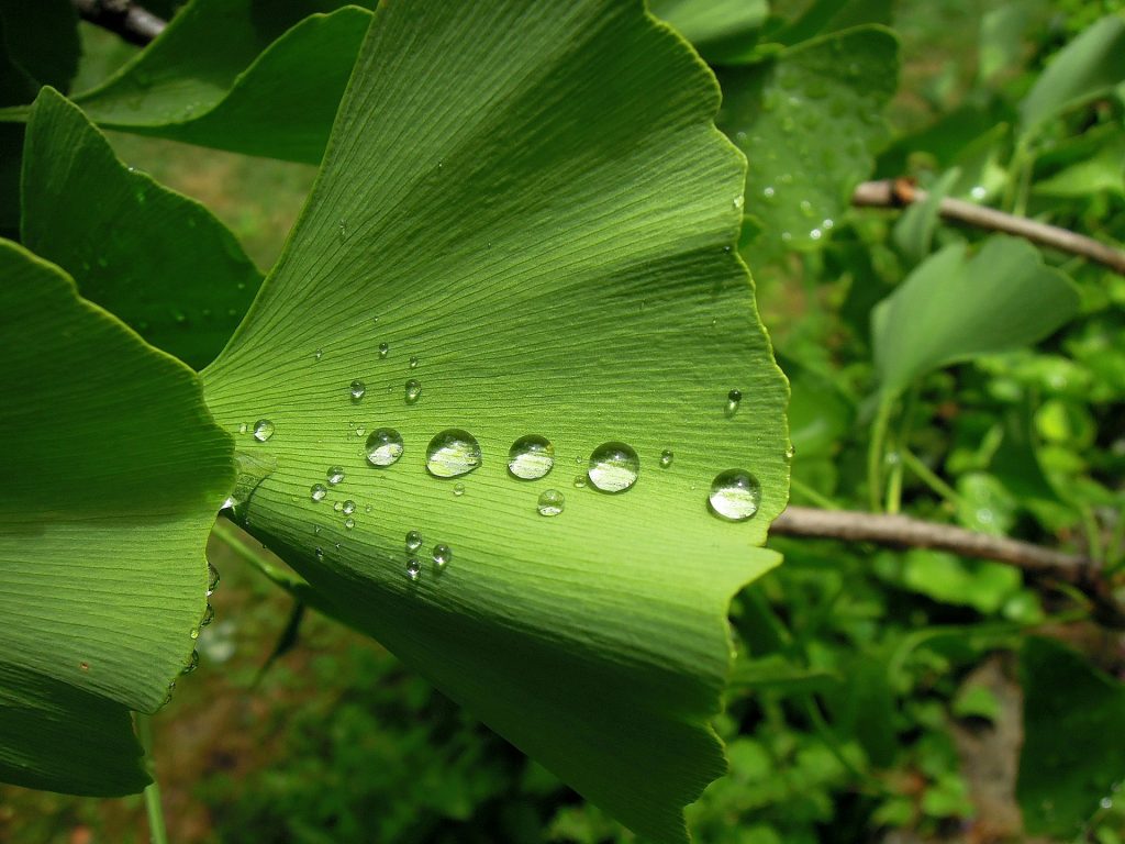 Ginkgo biloba