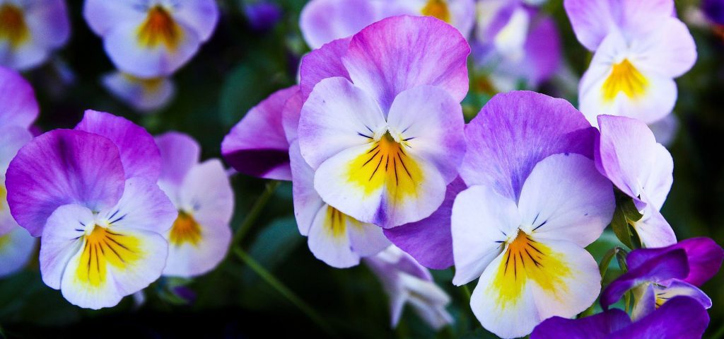Pansy flower