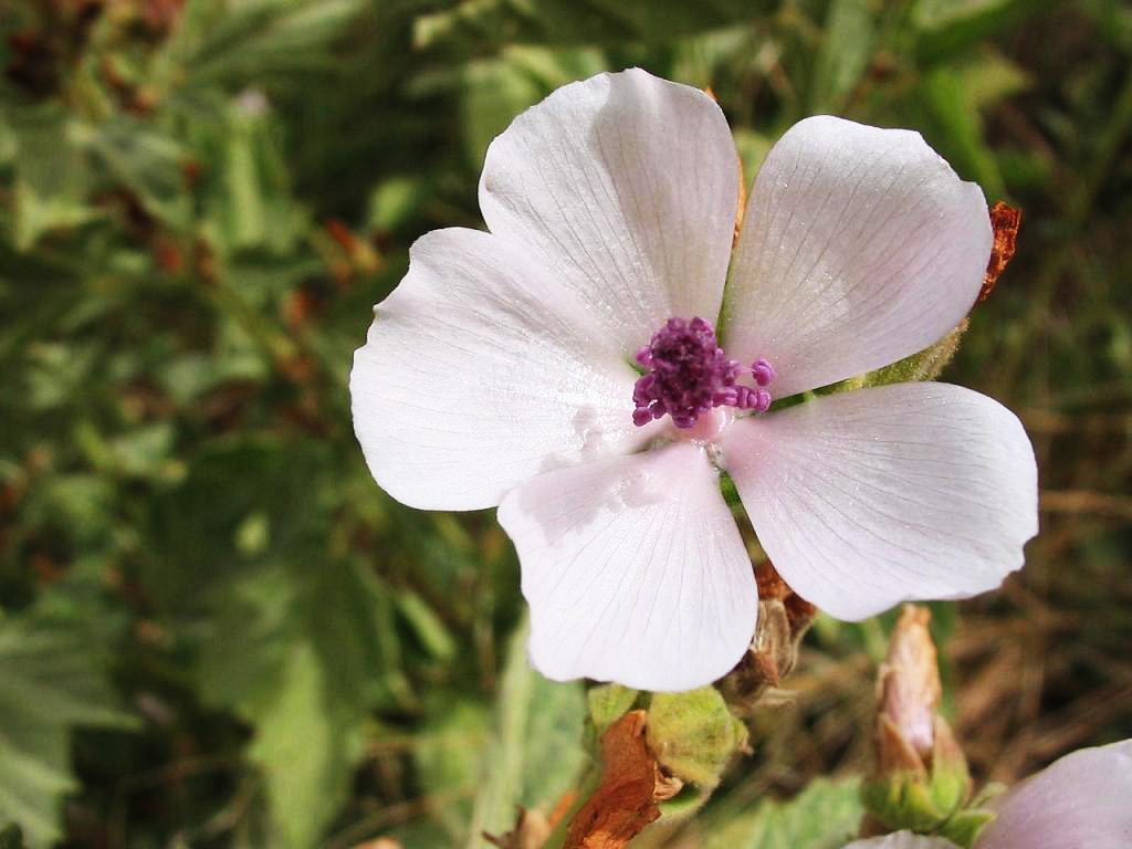 White mallow flower