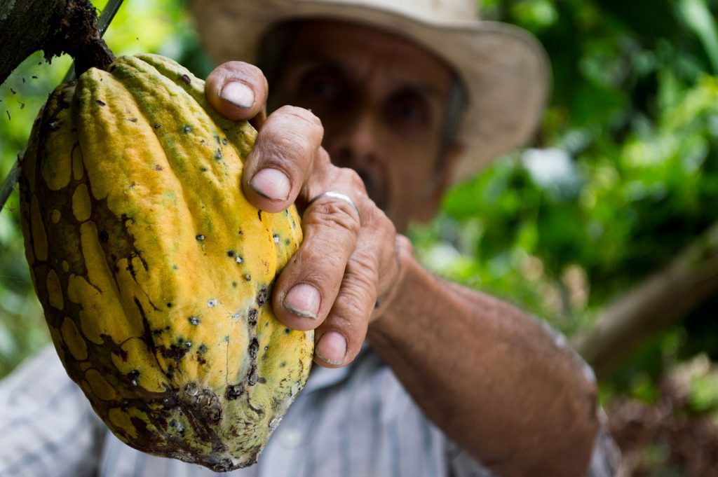Man picking cocoa
