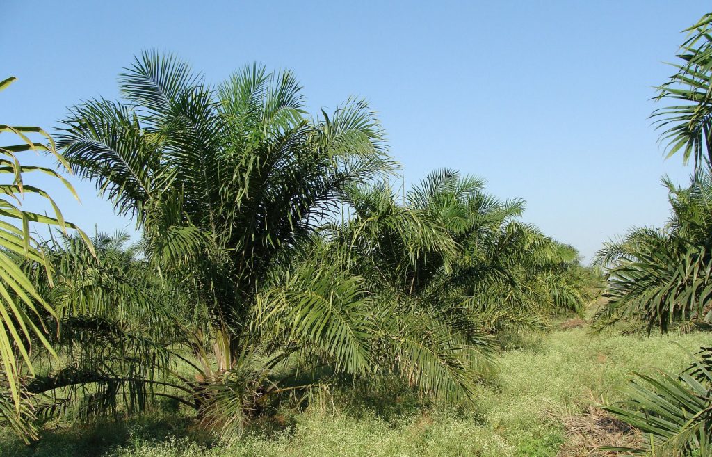 Palm trees