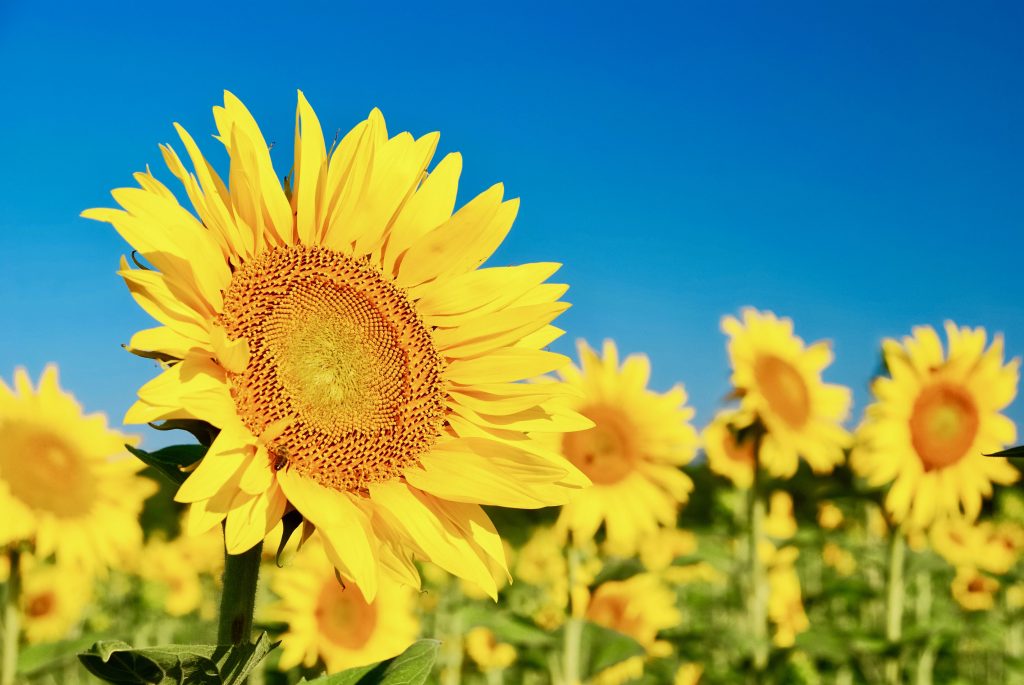 Sunflowers in the field in summer