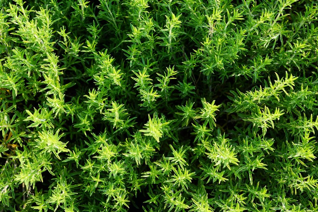Thyme is warming and comforting