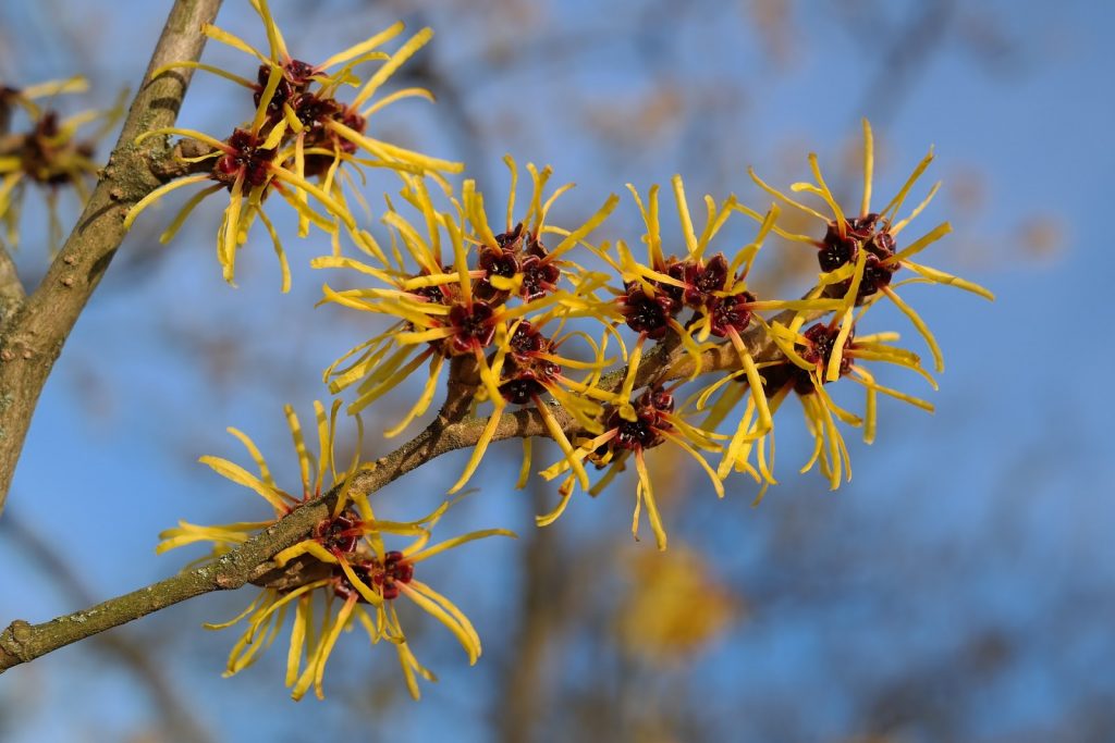 Witch hazel tree