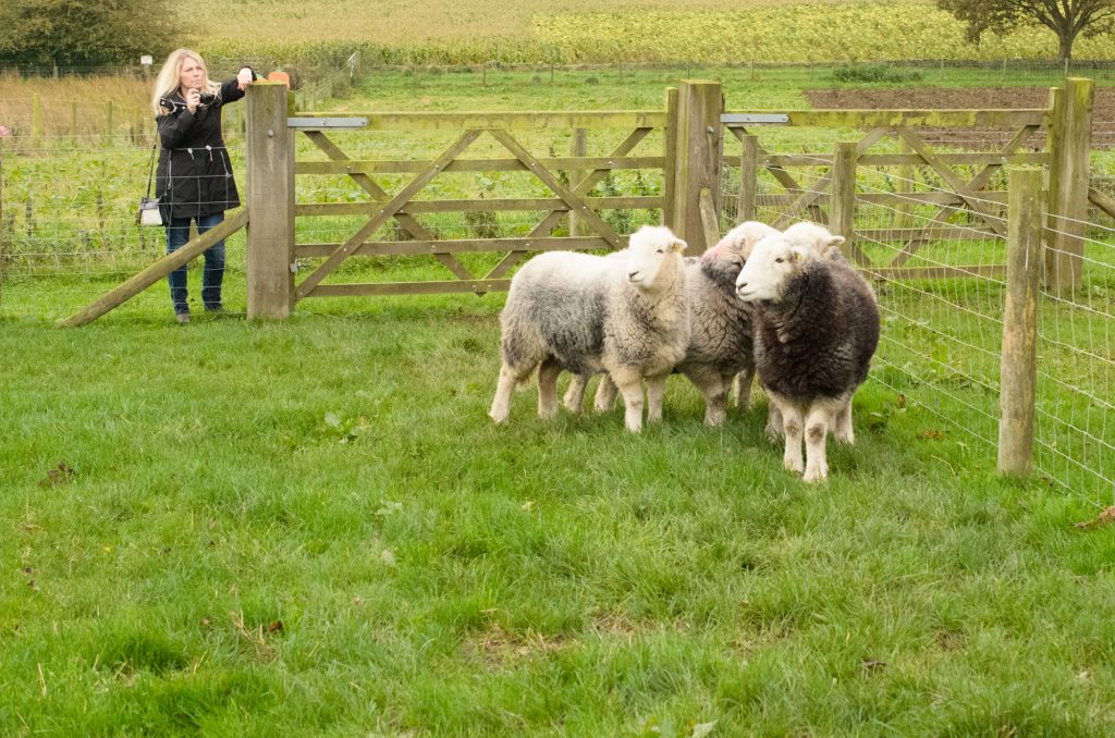 Sheep