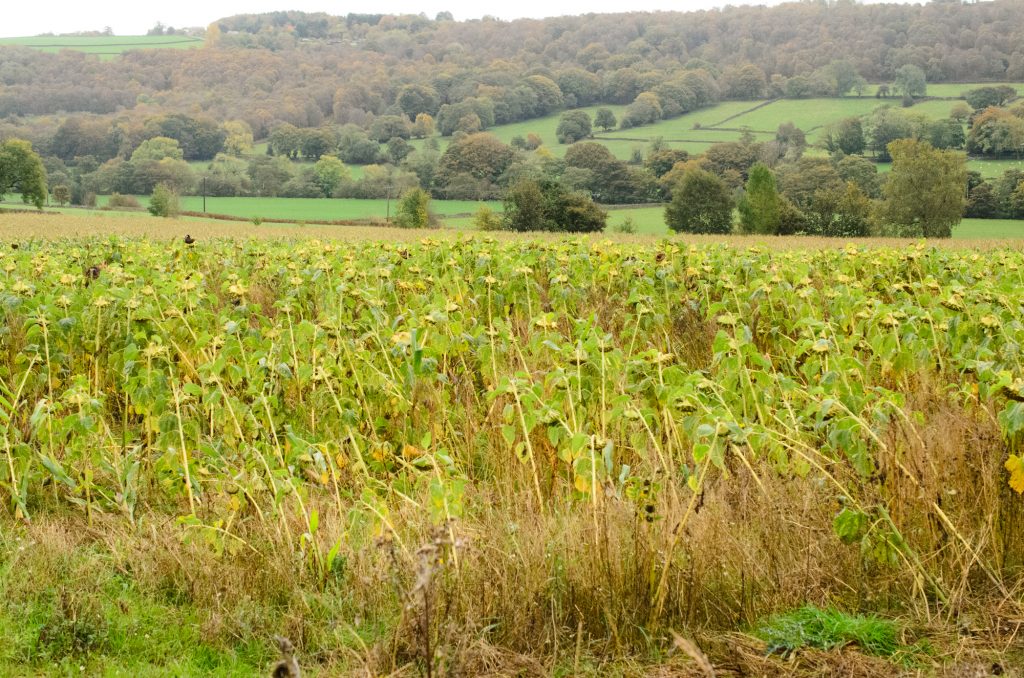 Sunflowers