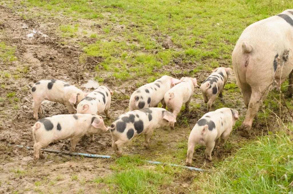 Sow and piglets