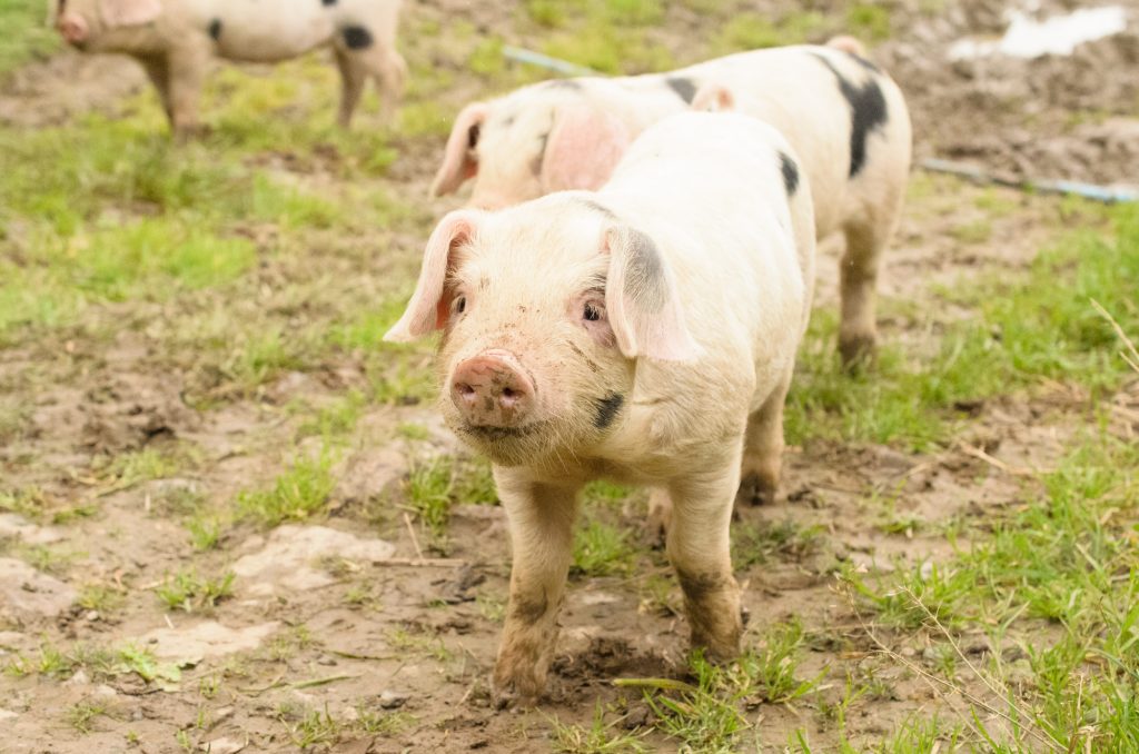 Hello piglet