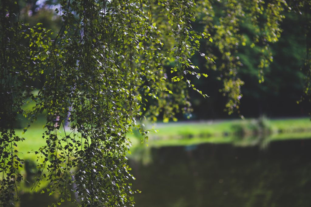 The beautiful birch tree