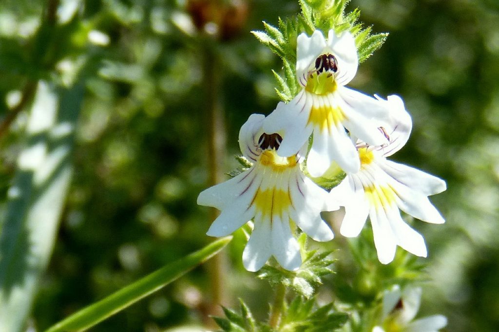 Eyebright