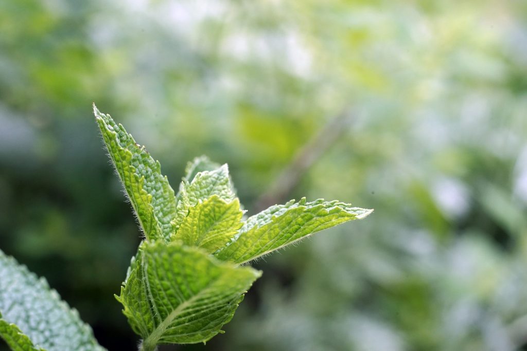 Refreshing peppermint