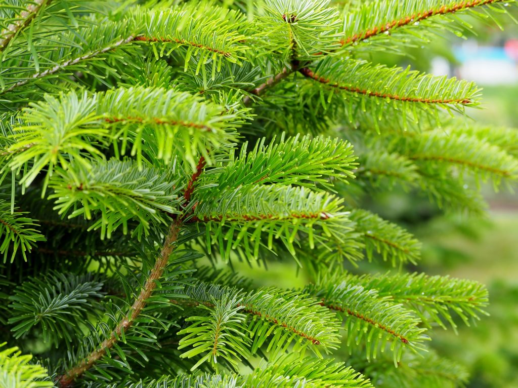 Fir needle