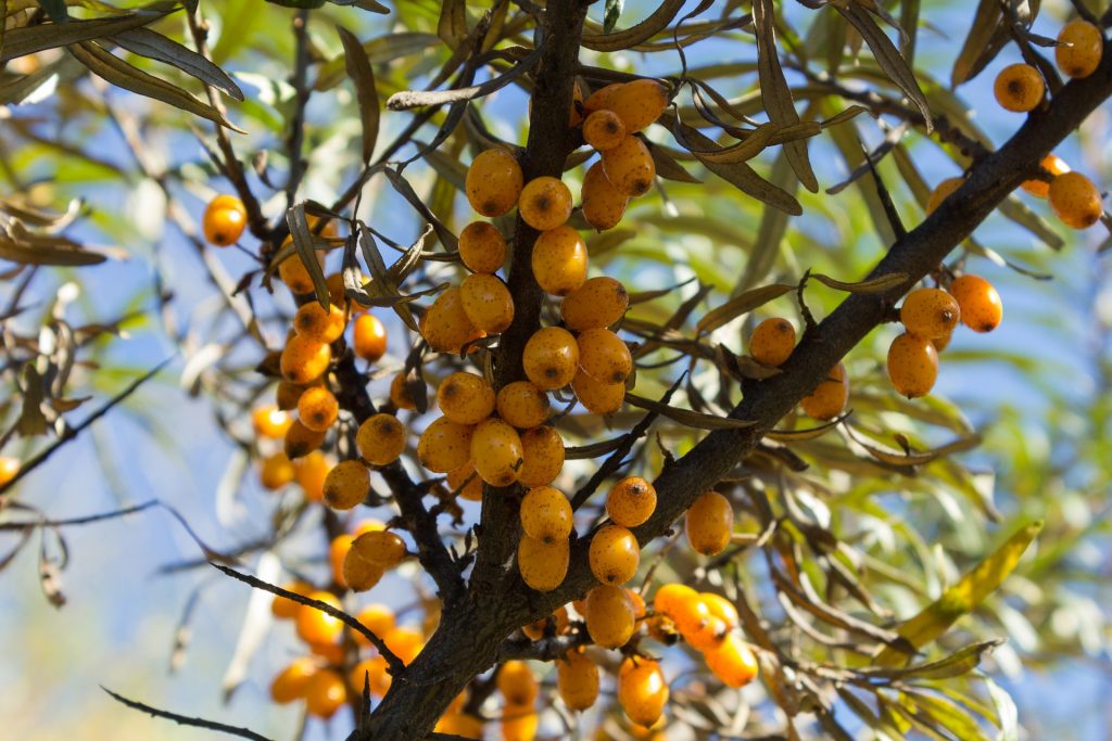 Sea buckthorn