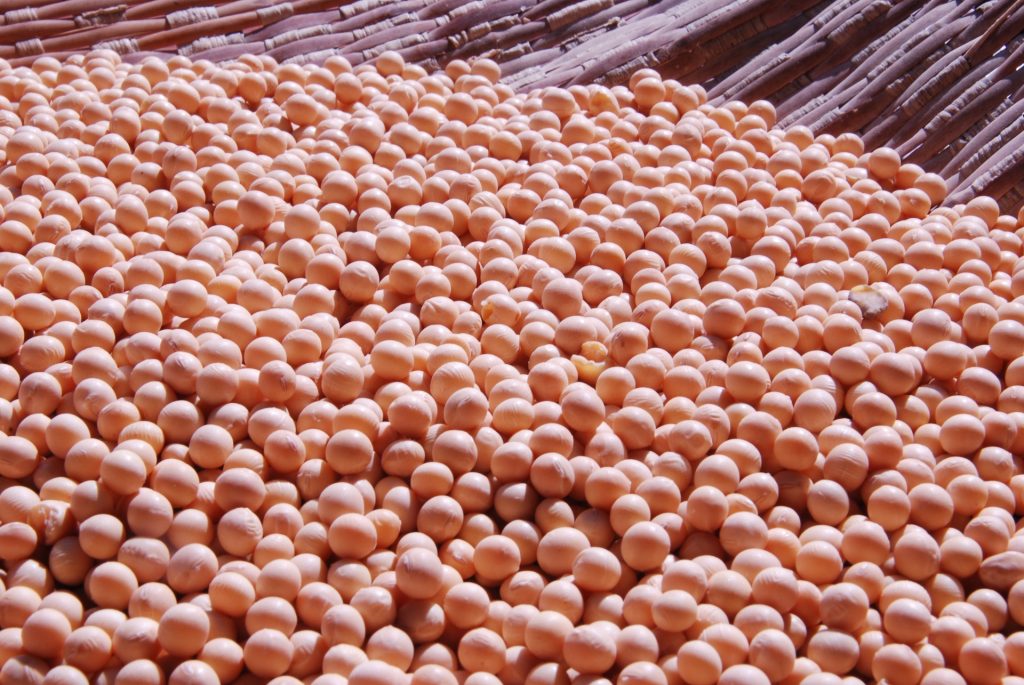 Soy