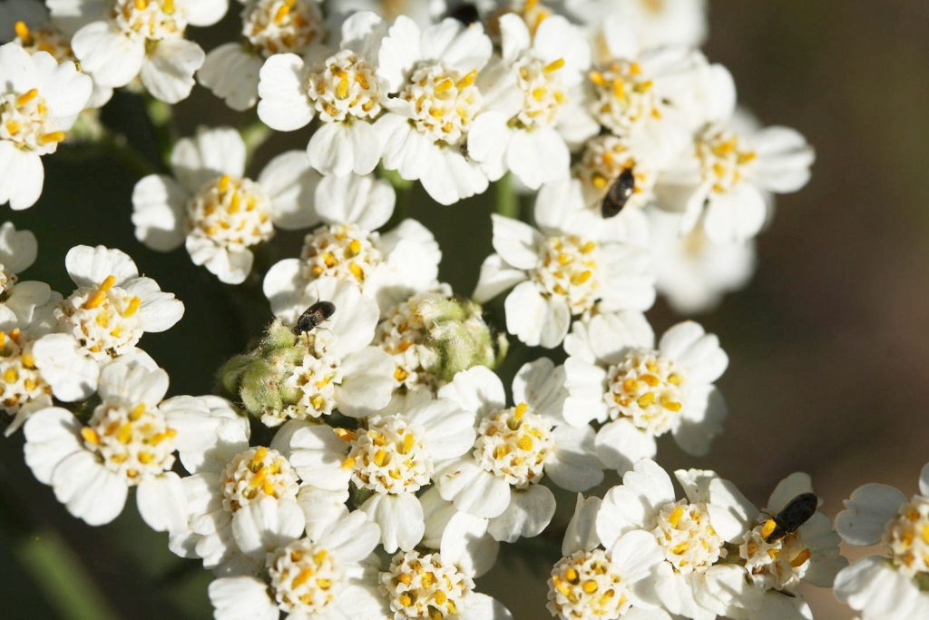 Yarrow