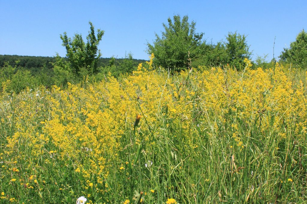 Yellow bedstraw (Galium Verum)