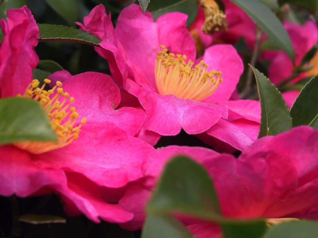 Camellia flower
