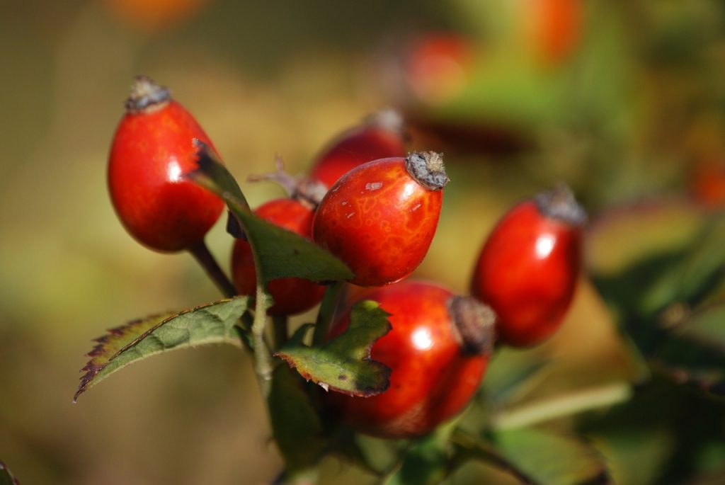 Rosehips