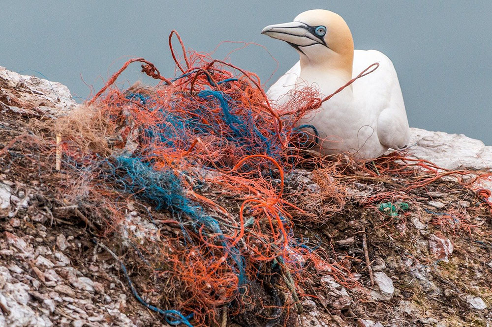 Plastic waste kills birds and marine animals.