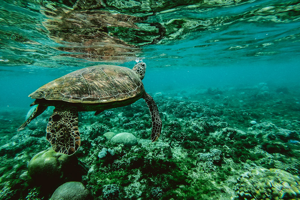 Sunscreen are harming sea life