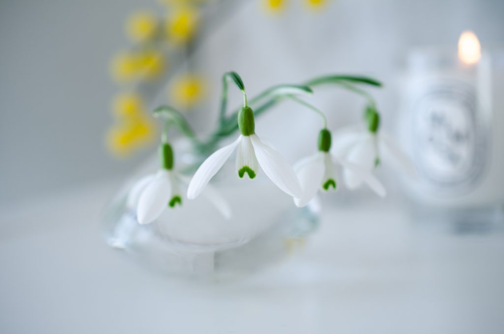 Snowdrops