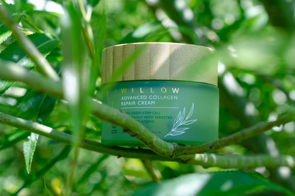 Willow in the willow tree