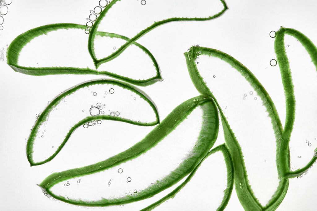 Aloe vera is a soothing natural ingredient found in non-toxic body lotions