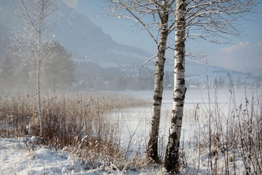 Birch trees in the snow. Birch tree sap is a major ingredient in the Birch Tree collection.