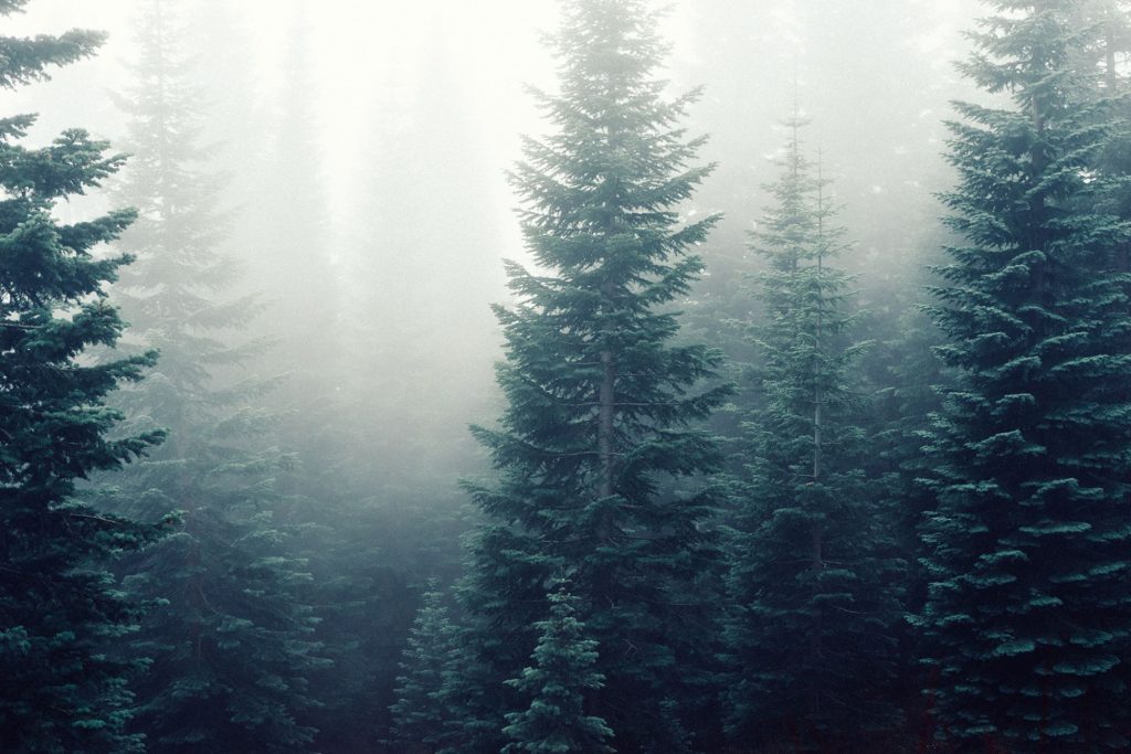Yangyang Pine Tree Line
